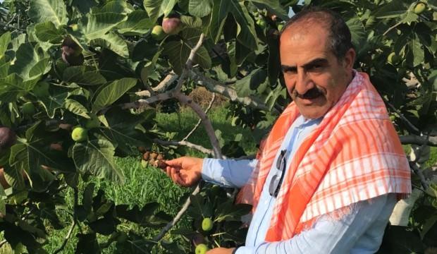 Lezzet deposu taze siyah incirin ihracat yolculuğu başladı