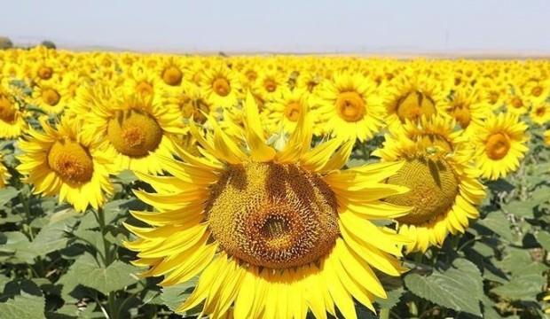 Ayçiçeği alım fiyatı belli oldu