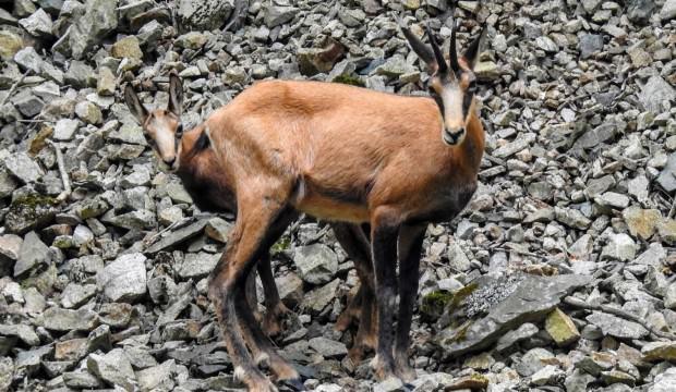 Çengel boynuzlu dağ keçileri Gümüşhane’yi mesken tuttu