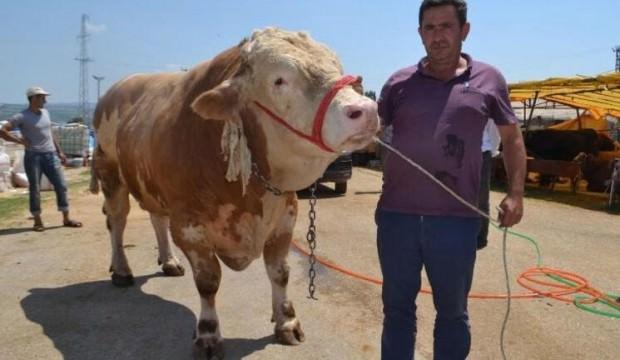 'İnegöl'ün Aslan'ı satıldı! Tam 1,5 ton...