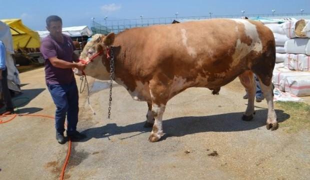 1.5 ton ağırlığında: İnegöl'ün Aslan'ı araba fiyatına satıldı