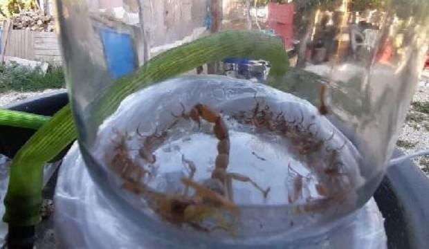 Aydın'da şaşırtan olay! Tam 37 yavru...