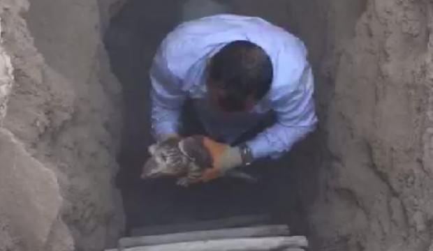 Çukurda kalan şahin kurtardılar