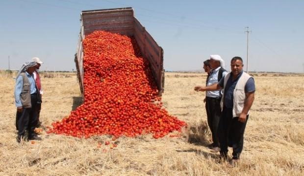 Satamadığı tonlarca domatesi tarlaya döktü