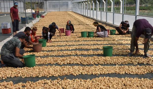 Kuru incirde verim ve kalite yüz güldürdü