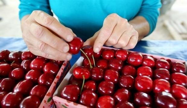 Türkiye'den Çin'e 3,3 milyon dolarlık kiraz ihracatı