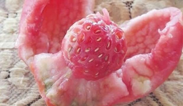Domates diye dikti, çilek çıktı!