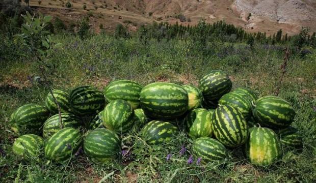 Sivas'ta bir ilk! Karpuz hasadı yapıldı