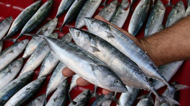 Balığın bağışıklığa etkileri! Balığın faydaları nelerdir? Balık en sağlıklı nasıl tüketilir?
