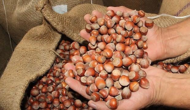Fındık fiyatları düşüşe geçti
