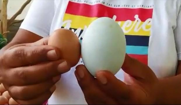 156 gramlık yumurta şaşırtıyor!
