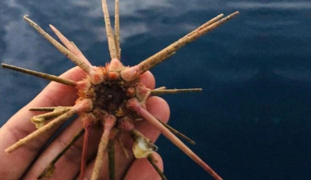 Çanakkale'de 100 metre derinlikte bulundu