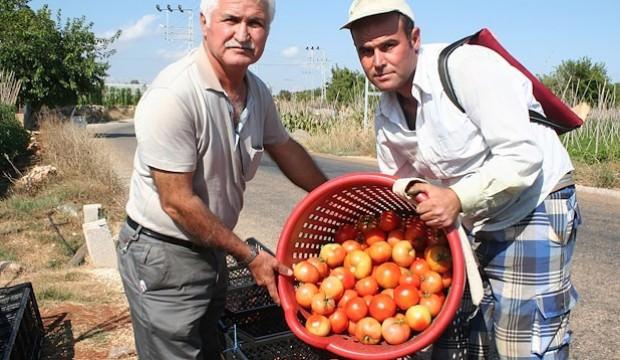Domatesin fiyatı 50 kuruşa düştü