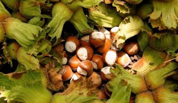 Fındık fiyatları neden düşüyor? Açıklama geldi