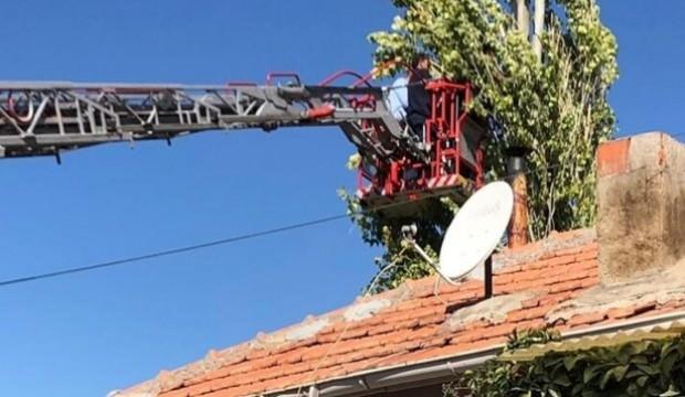 Kafası kestiği dal ile ağaç arasında kalarak öldü