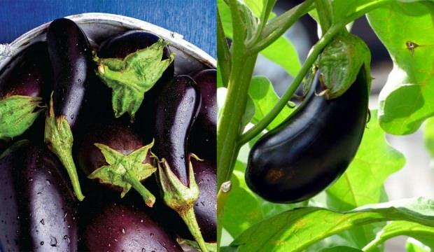 Patlıcan sapının bilinmeyen faydaları: Patlıcan sapı suyu tam şifa deposu!