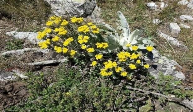 Tam bir şifa kaynağı! Yılda sadece bir ay yetişiyor