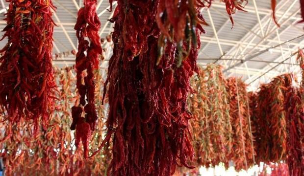 Tazesi 10, kurusunun kilosu 100 liradan satılıyor