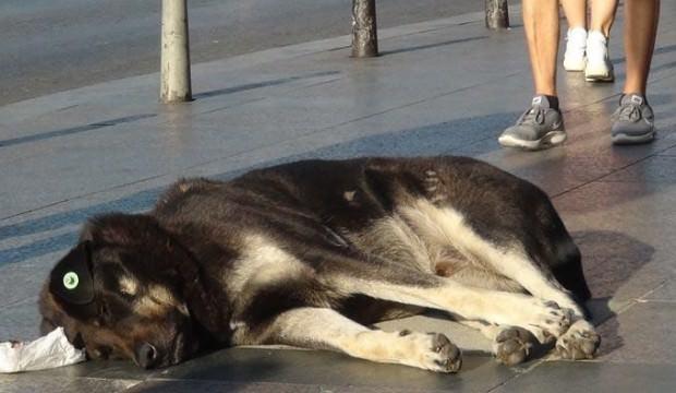 Turist kadın köpek tarafından ısırıldı!