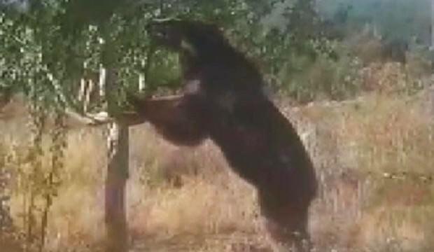 Yangın gözetleme kulesi bahçesine gelen ayı, elmaları yedi