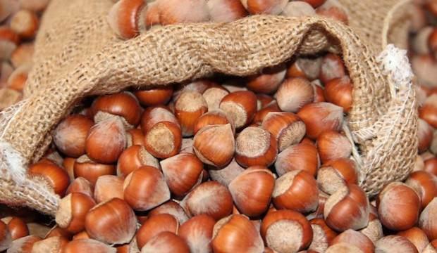 Fındık üreticisine ödeme müjdesi
