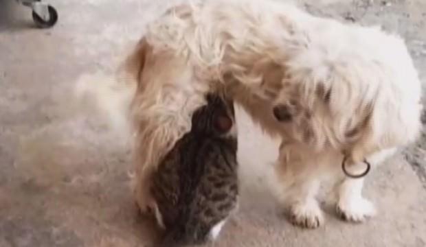 Köpek kedinin süt annesi oldu