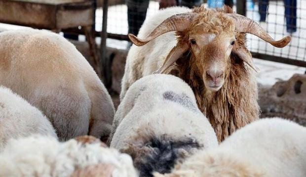 Türkiye'nin hayvan varlığı 70 milyona yaklaştı