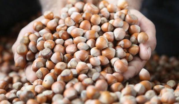 Giresun'da fındık fiyatı haftaya 16 liradan başladı