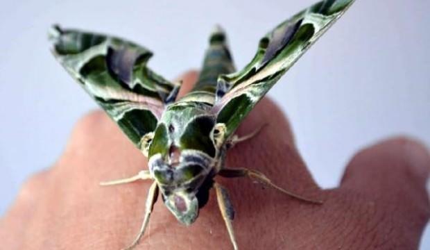 Kuşadası'nda şaşırtan görüntü! Dünyada ender görülüyor