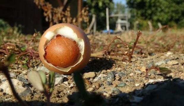 Şaşırtan görüntü! Yumurtanın içinden çıktı