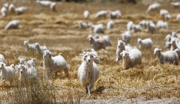 Bakanlık açıkladı: Sayıları 10 yılda iki kat arttı