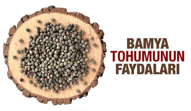 Bamya tohumunun faydaları: Bamya tohumu hangi hastalıklara iyi gelir?