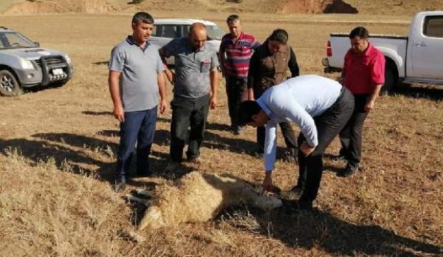 Kırıkkale'de kurtlar 15 koyunu telef etti