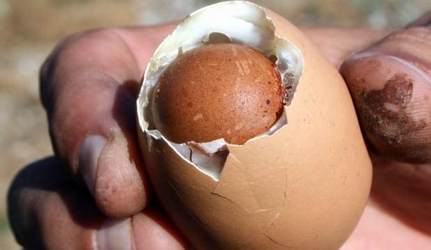 Yumurtadan çıkanı görünce şaşkına döndü!