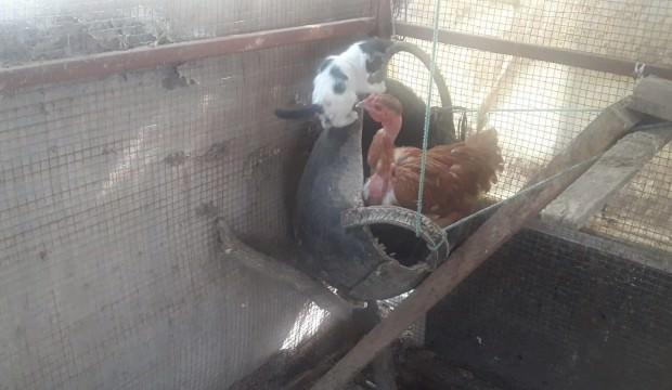 Böylesi görülmedi! Tavuk yavru kediyi sahiplendi