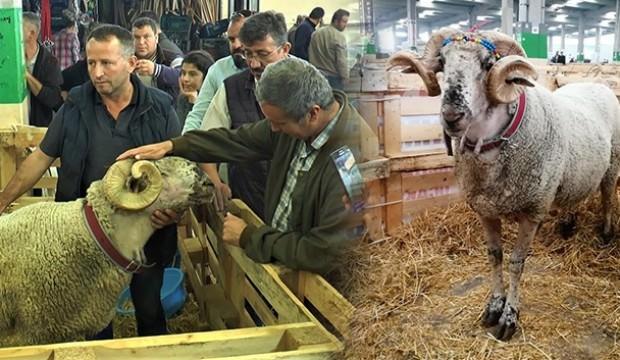 Görenler şaşıp kalıyor! Bu koç diğerlerinde çok farklı