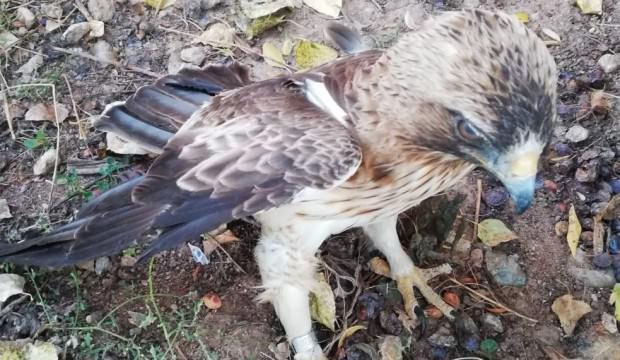 İsrail’de halkalanmış, Sivas’ta bu halde bulundu