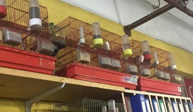 Yakalayıp kafeste besledi, bedeli çok ağır oldu