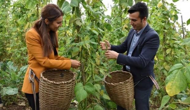 Kaymakam çiftler şaşırttı! Fasülye topladılar...
