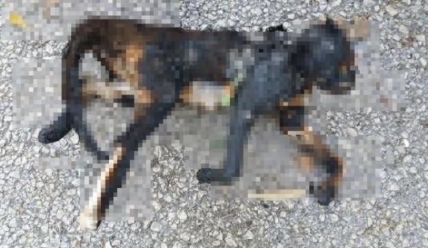 Kan donduran görüntü! "Normal bir insan bunu yapamaz"