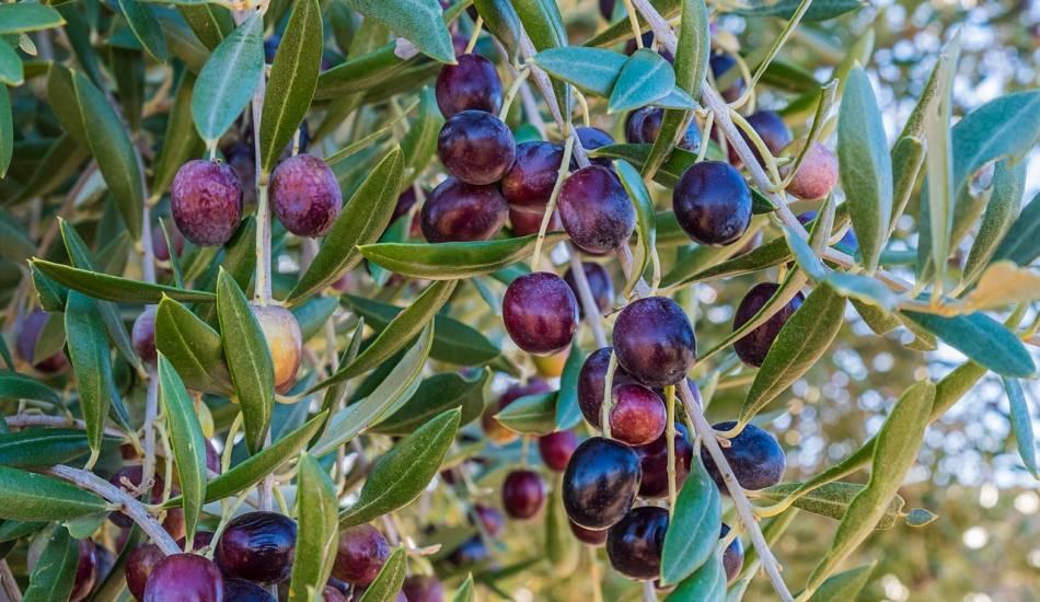 zeytinin_faydalari_nelerdir_zeytin_cekirdegi_yutmak_ne_ise_yarar_zeytin_yapragi_nasil_tuketilir_1571831831_8003.jpg