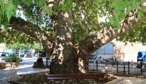 25 metrelik çınar, 549 yaşında