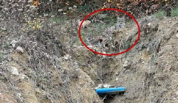 Burası Karabük! 2 yavru yan yana böyle görüntülendi