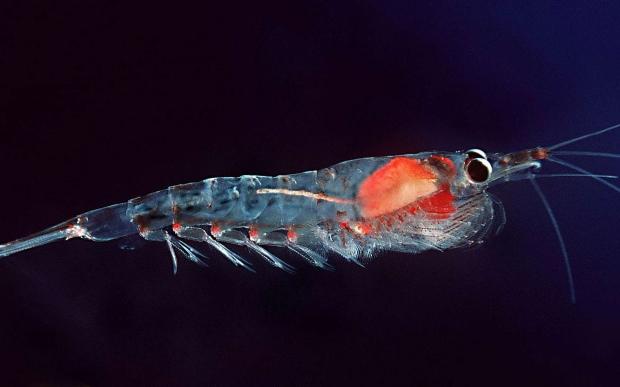 krill canlısı nedir