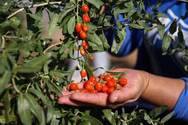 Goji, goji meyvesi veya wolfberry, Solanaceae'da bulunan ve gece çekimi ailesinde birbirine yakın iki tür boksör türü olan Lycium barbarum veya Lycium chinense'nin meyvesidir. L. barbarum ve L. chinense meyveleri benzerdir ancak tat ve şeker muhtevasındaki farklılıklar ile ayırt edilebilir.