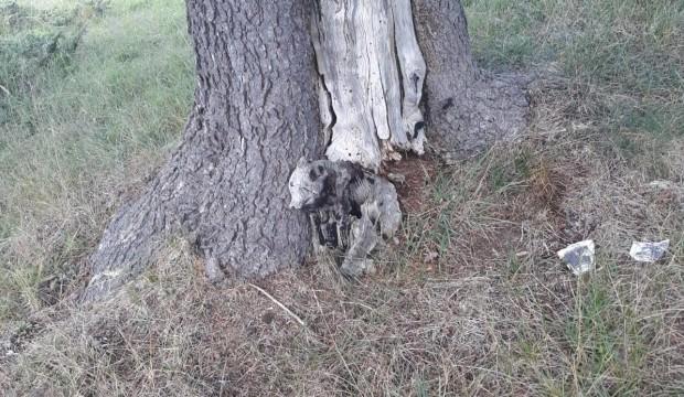 Kastamonu'da şaşırtan görüntü! Görenler şok oldu