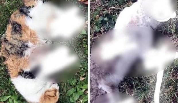 Bir şehir bunu konuşuyor! Kedilerin ayakları kopmuş...