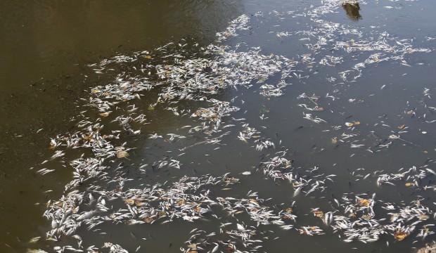 Bursa'da korkutan görüntü! Binlercesi can çekişerek öldü