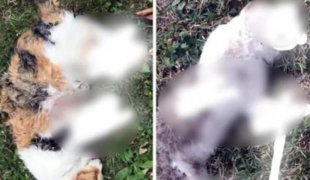 Kopuk bacaklı kedi ölümlerinin nedeni belli oldu