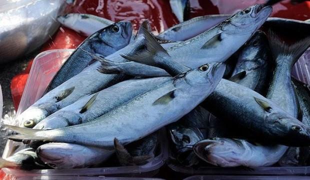 Lüfer Marmara'da balıkçının yüzünü güldürmeye başladı
